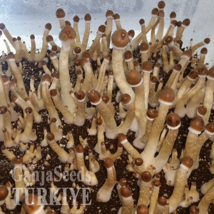 Türkiye'de F+ psilosibin mantarlarının baskıları F+