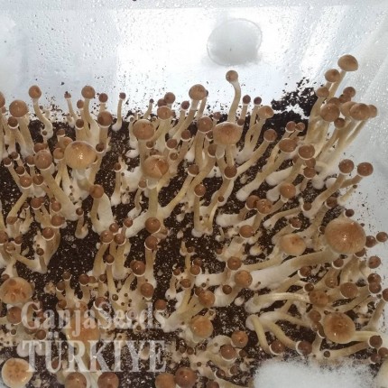 Türkiye'de online F+ psilosibin mantar baskıları F+