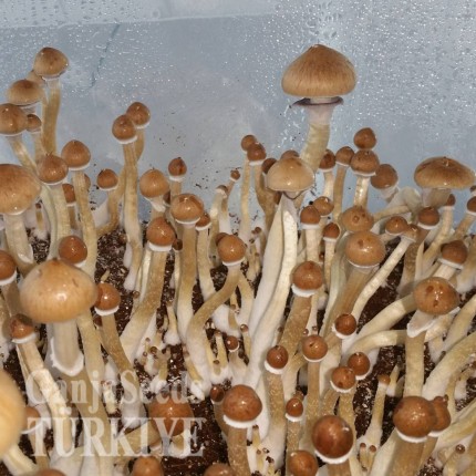 İstanbul'da F+ psilosibin mantar baskıları F+