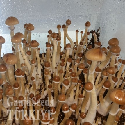 Ankara'da F+ psilosibin mantar baskıları F+