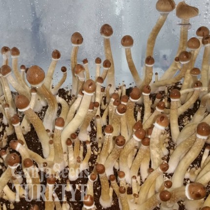 İzmir'de F+ psilosibin mantar baskıları F+