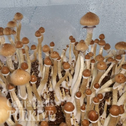 Antalya'da F+ psilosibin mantar baskıları F+