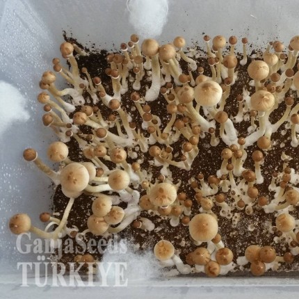 Bodrum'da F+ psilosibin mantar baskıları F+