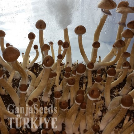 Bursa'da F+ psilosibin mantar baskıları F+