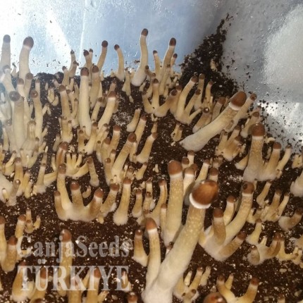 F+ psilosibin mantar baskıları F+