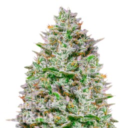Blue Gelato 41 feminised Ganja Seeds