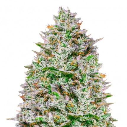 Blue Gelato 41 feminised Ganja Seeds