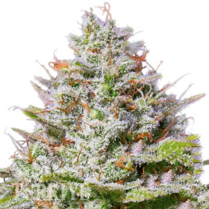 Blue Gelato 41 feminised Ganja Seeds