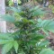 Kalashnikova feminised Ganja Seeds