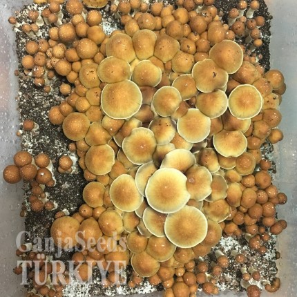 İstanbul'da Lizard King psilosibin mantar baskıları Lizard King