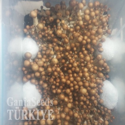 Ankara'da Lizard King psilosibin mantar baskıları Lizard King