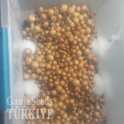 İzmir'de Lizard King psilosibin mantar baskıları Lizard King