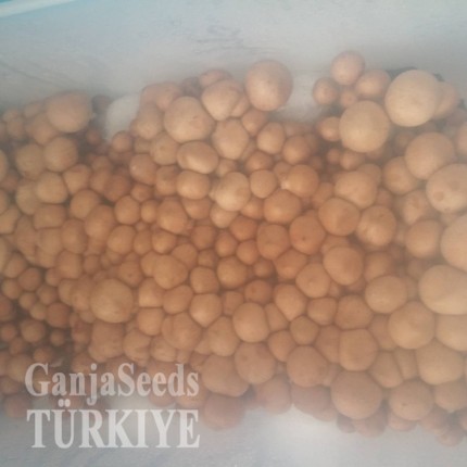 Antalya'da Lizard King psilosibin mantar baskıları Lizard King