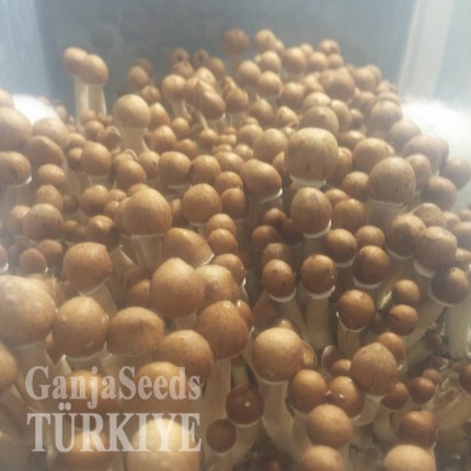 Bodrum'da Lizard King psilosibin mantar baskıları Lizard King