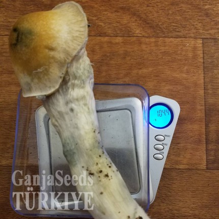 Bursa'da Lizard King psilosibin mantar baskıları Lizard King