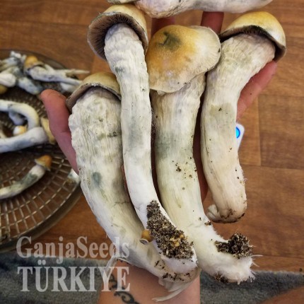 Lizard King psilosibin mantar baskıları Lizard King