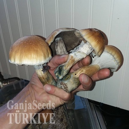 Lizard King psilosibin mantarlarının spor baskıları Lizard King