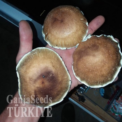 Lizard King spor baskısı Lizard King