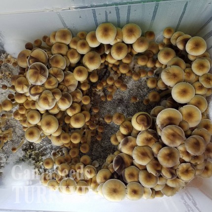 Lizard King miselyum Lizard King