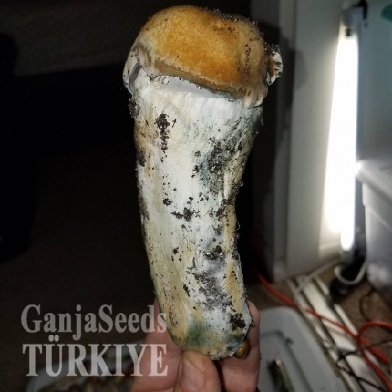 Türkiye'de eve teslim Lizard King psilosibin mantar baskıları Lizard King