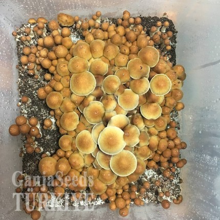 Lizard King spor süspansiyonu Lizard King