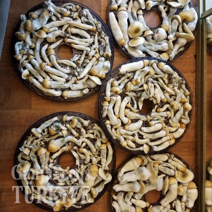 Ucuz Lizard King psilosibin mantar sporları Lizard King