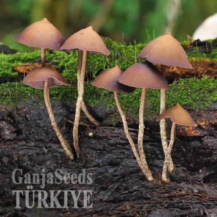 Türkiye'de Mexico psilosibin mantarlarının baskıları Mexico