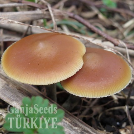 Türkiye'de eve teslim Mexico psilosibin mantar baskıları Mexico