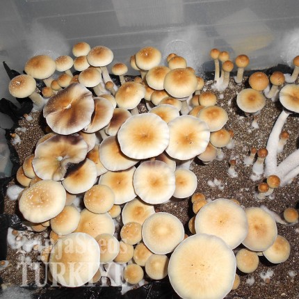 İstanbul'da Mexico psilosibin mantar baskıları Mexico