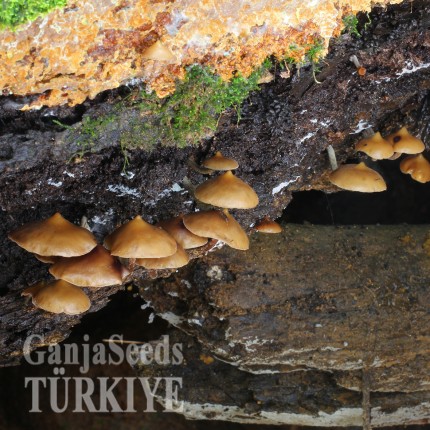 İzmir'de Mexico psilosibin mantar baskıları Mexico