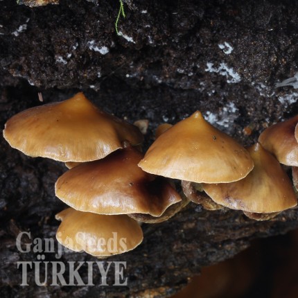 Antalya'da Mexico psilosibin mantar baskıları Mexico