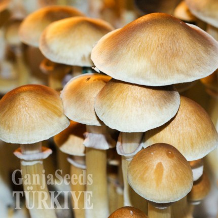 Mexico psilosibin mantar baskıları Mexico