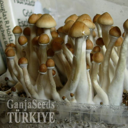 Mexico psilosibin mantarlarının spor baskıları Mexico