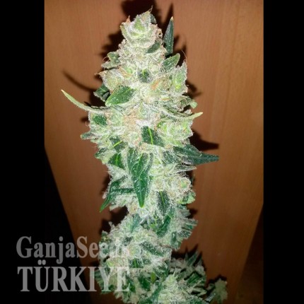 Auto Big Devil XL feminised Ganja Seeds