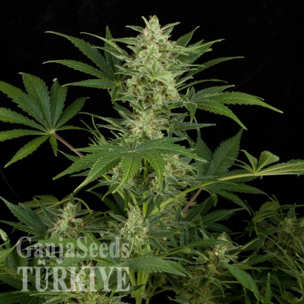 Auto Critical Jack feminised Ganja Seeds Auto Critical Jack feminised Ganja Seeds