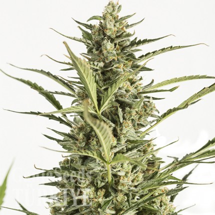 Auto Critical Jack feminised Ganja Seeds Auto Critical Jack feminised Ganja Seeds