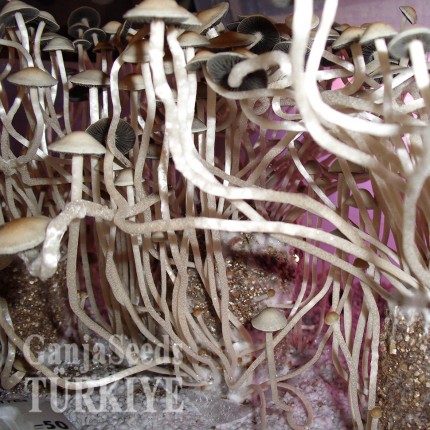 Panaeolus Cambodginiensis