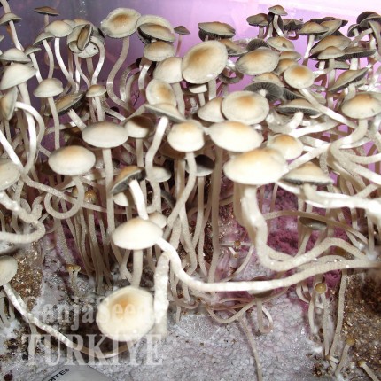 Panaeolus Cambodginiensis