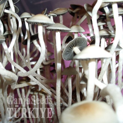 Panaeolus Cambodginiensis