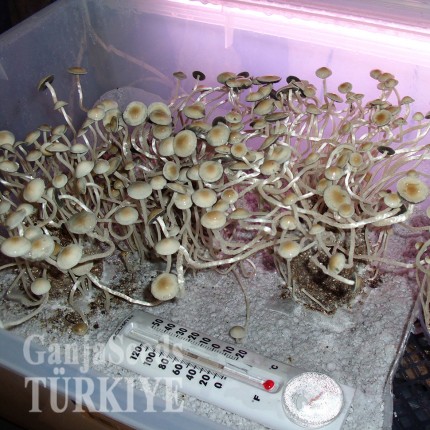 Panaeolus Cambodginiensis