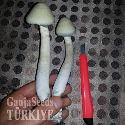 Panaeolus Cambodginiensis