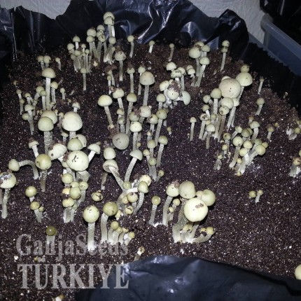 Panaeolus Cambodginiensis