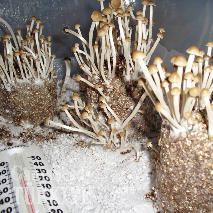 Panaeolus Cambodginiensis