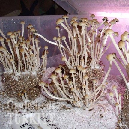 Panaeolus Cambodginiensis