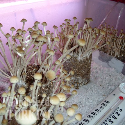 Panaeolus Cambodginiensis