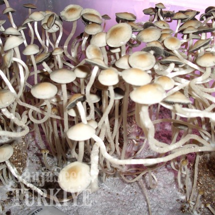 Panaeolus Cambodginiensis