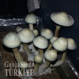 Panaeolus Cambodginiensis