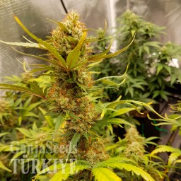 Auto Critical Hog feminised Ganja Seeds
