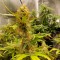 Auto Critical Hog feminised Ganja Seeds
