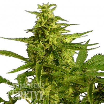 Auto Critical Hog feminised Ganja Seeds